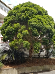 Metrosideros bartlettii