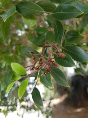 Metrosideros bartlettii