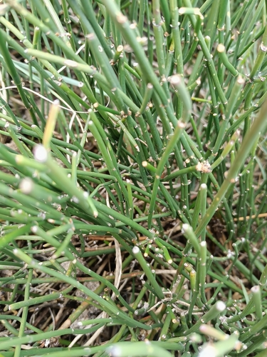 Ephedra tweedieana (Ephedra tweedieana)
