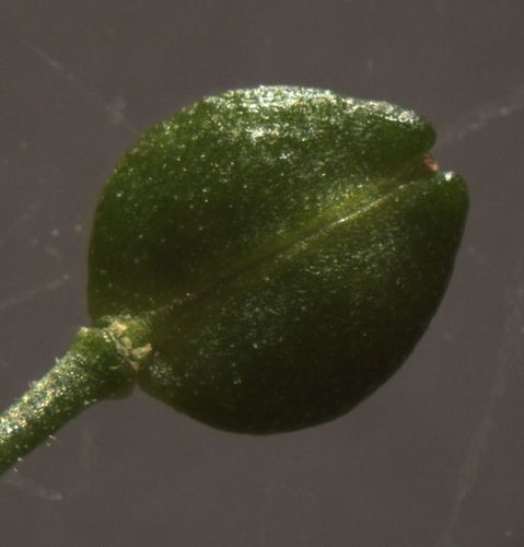 Image of Lepidium desvauxii by (c) John Steel, some rights reserved (CC BY)