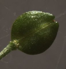 Lepidium desvauxii