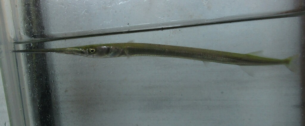 Atlantic Needlefish from Middletown, RI, USA on July 26, 2023 at 10:53 ...