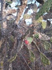 Opuntia inaperta