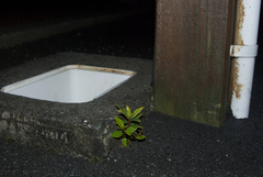 Metrosideros umbellata