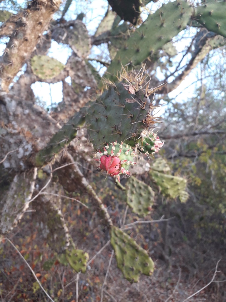 Opuntia gaumeri