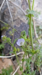 Pholistoma auritum arizonicum