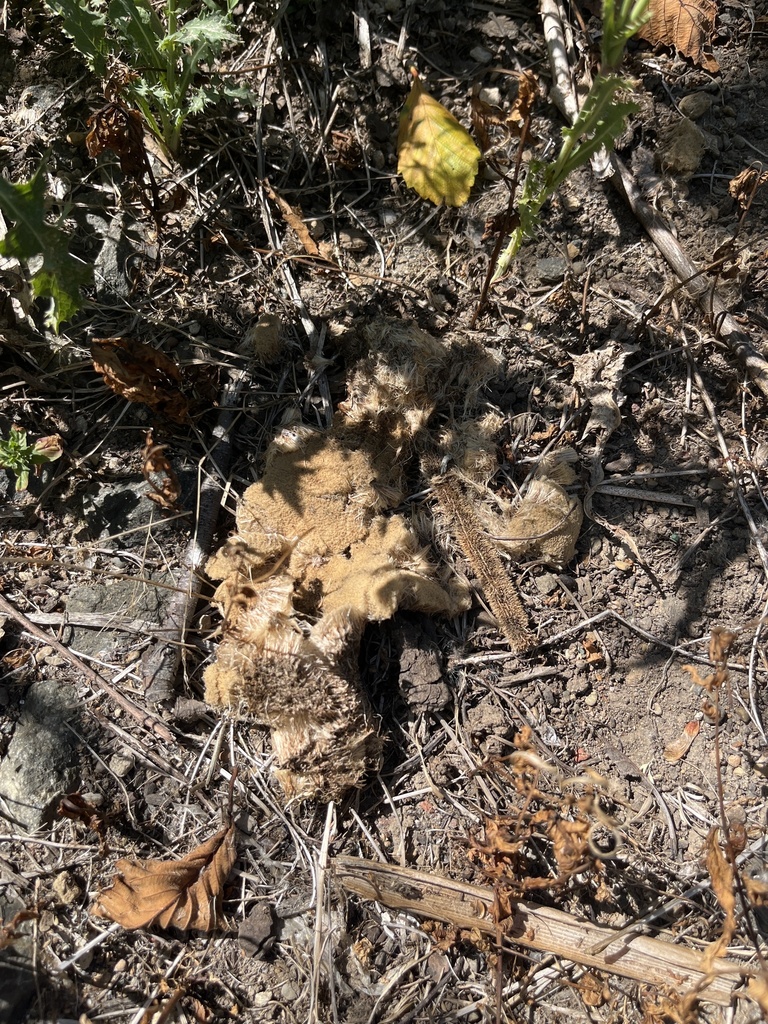 Shoehorn Oyster from Oregon State University, Corvallis, OR, US on July