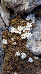 Veronica cheesemanii