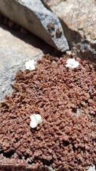 Veronica cheesemanii