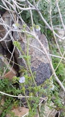 Pholistoma auritum arizonicum