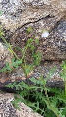 Pholistoma auritum arizonicum