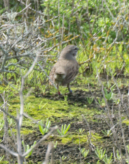 Artemisiospiza belli clementeae