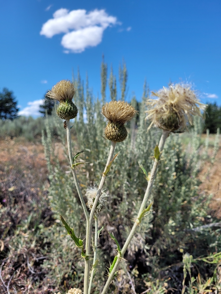 Plume Thistles in July 2023 by thurmanjohnson · iNaturalist