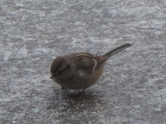 Spizelloides arborea