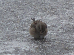 Spizelloides arborea