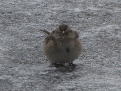 Spizelloides arborea