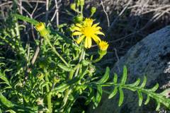 Senecio lyonii