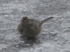 Spizelloides arborea