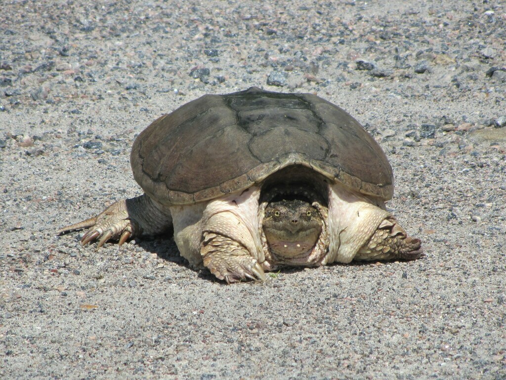 Common Snapping Turtle from Bracebridge, ON, Canada on July 22, 2023 by ...