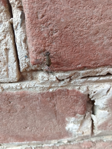 Cylindera kaleea