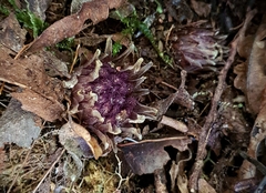 Dactylanthus taylorii