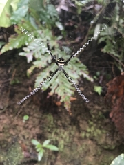 Argiope caledonia