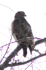 Buteo jamaicensis