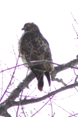 Buteo jamaicensis