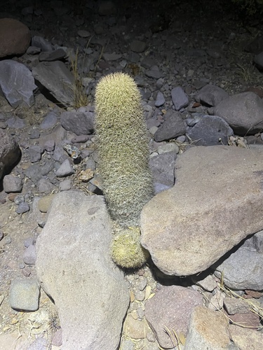 Cochemiea estebanensis, photograph 1