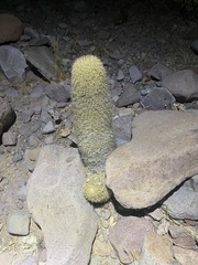 Cochemiea estebanensis