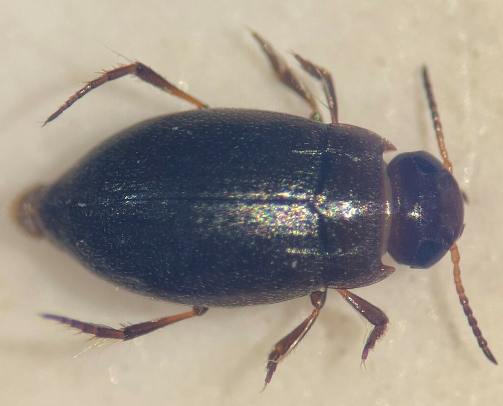 Liodessus abjectus