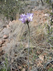 Dipterostemon capitatus pauciflorus