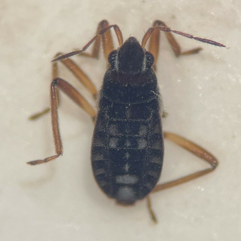 Microvelia cerifera
