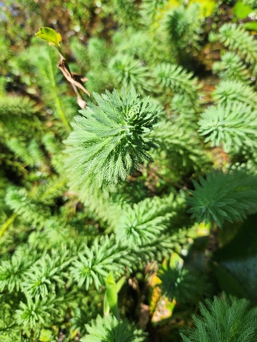 Myriophyllum aquaticum observed 2023-07-27
