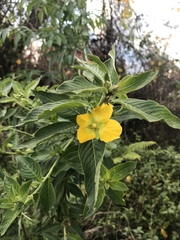 Ludwigia peruviana image