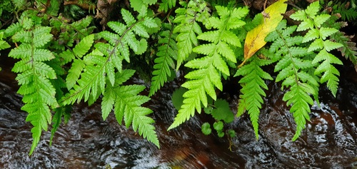 Leptogramma pozoi image