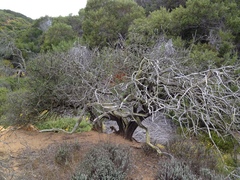 Ceanothus verrucosus