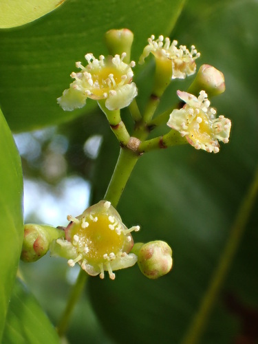 Syzygium sandwicense