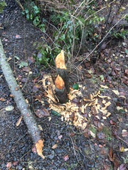 Castor canadensis