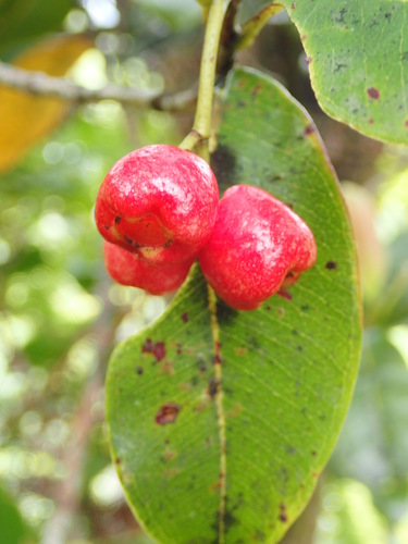 Syzygium sandwicense