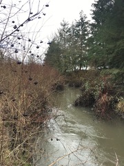 Castor canadensis