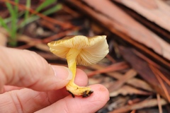 Cuphophyllus pratensis pratensis