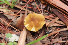 Cuphophyllus pratensis pratensis