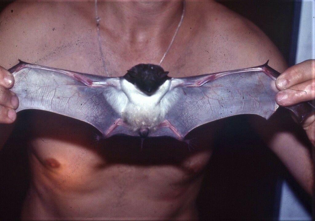 Naked Rumped Pouched Bat From Kuala Dungun Terengganu Malaysia On