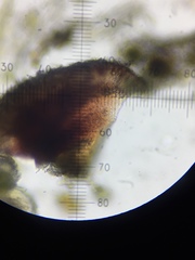 Bacidia diffracta