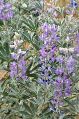 Lupinus leucophyllus