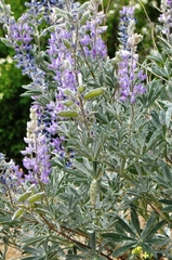 Lupinus leucophyllus