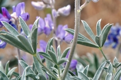 Lupinus leucophyllus