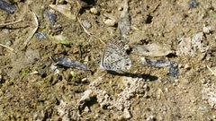 Leptotes cassius cassidula