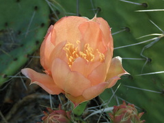 Opuntia × vaseyi